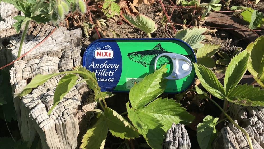 A tin of Nixe anchovy fillets in olive oil begins its love affair with nature, nestled softly among green leaves on the ground. - Meyer Clinic