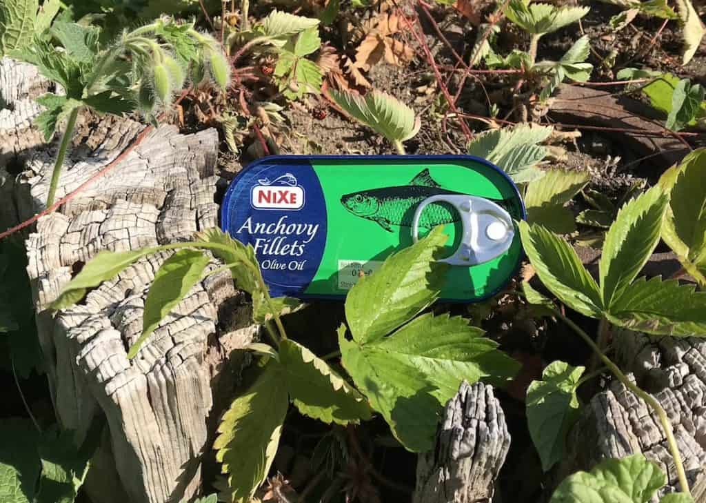 A tin of Nixe anchovy fillets in olive oil begins its love affair with nature, nestled softly among green leaves on the ground. - Meyer Clinic